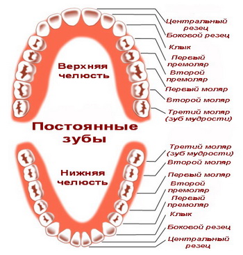 Сколько зубов у детей. Постоянные зубы